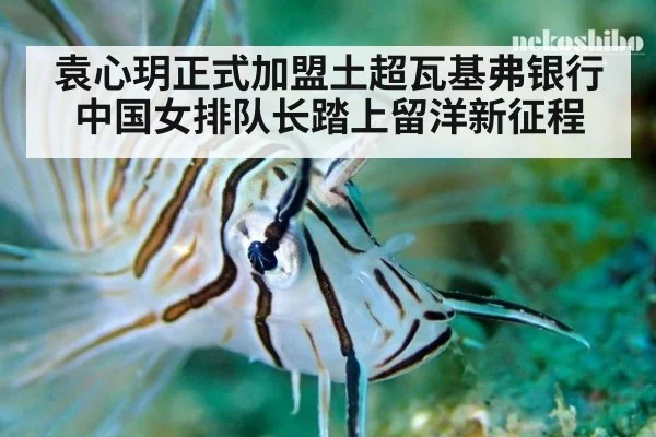 袁心玥正式加盟土超瓦基弗银行 中国女排队长踏上留洋新征程